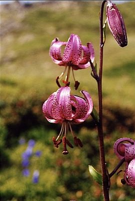 Lys Martagon des Pyrenees