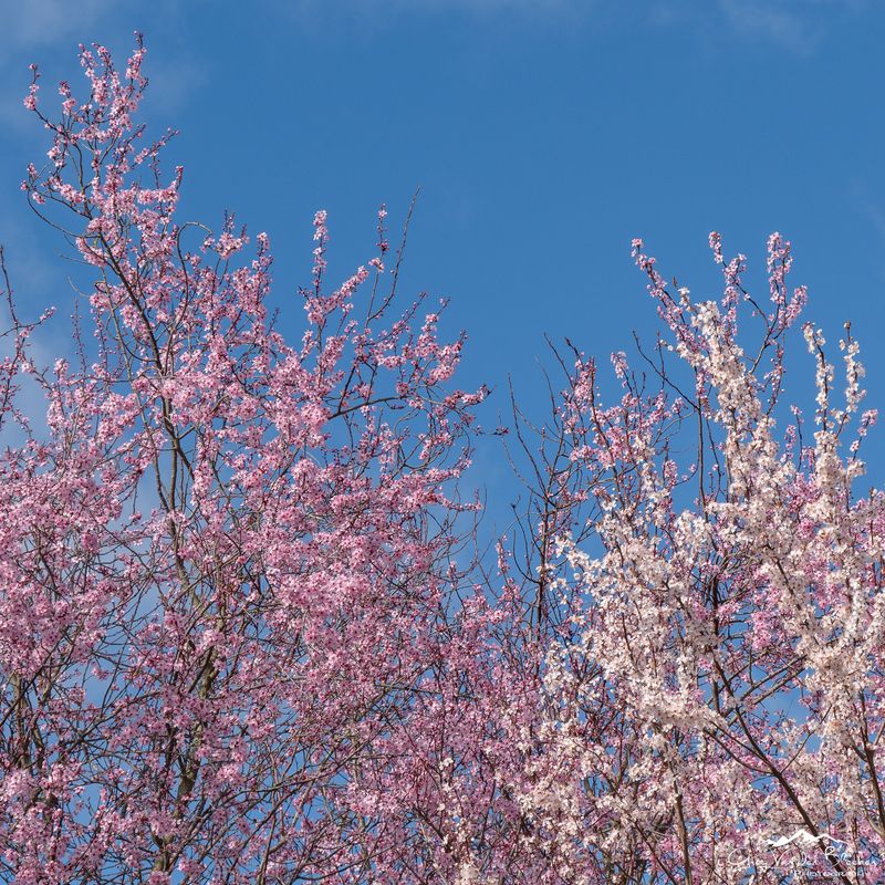 Spring blossoms