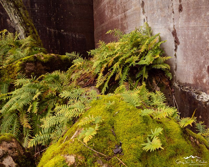 Ferns on moss on rocks in an old stone quarry