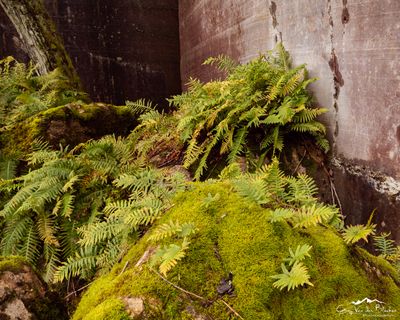 Ferns on moss on rocks in an old stone quarry