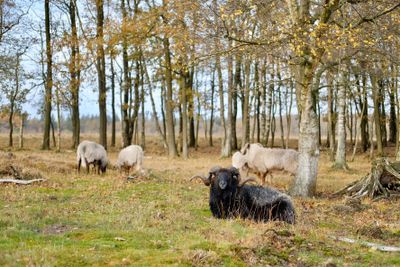 Drenthe, the Netherlands