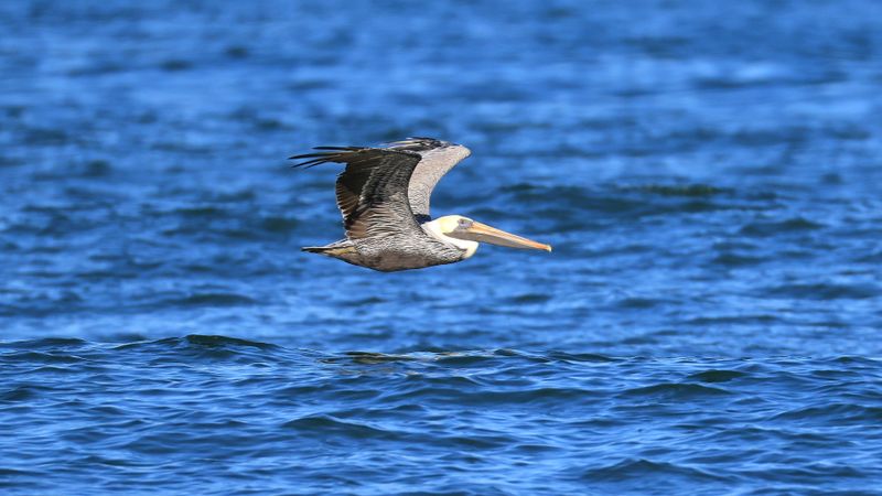 Back Bay NWR