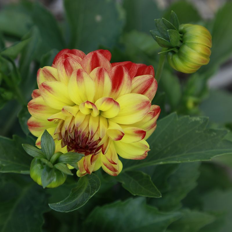 flowers
