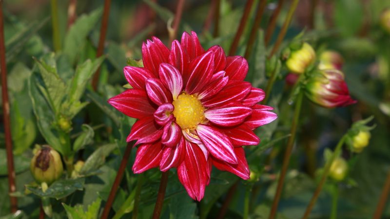 DB7_3310_HD.JPG