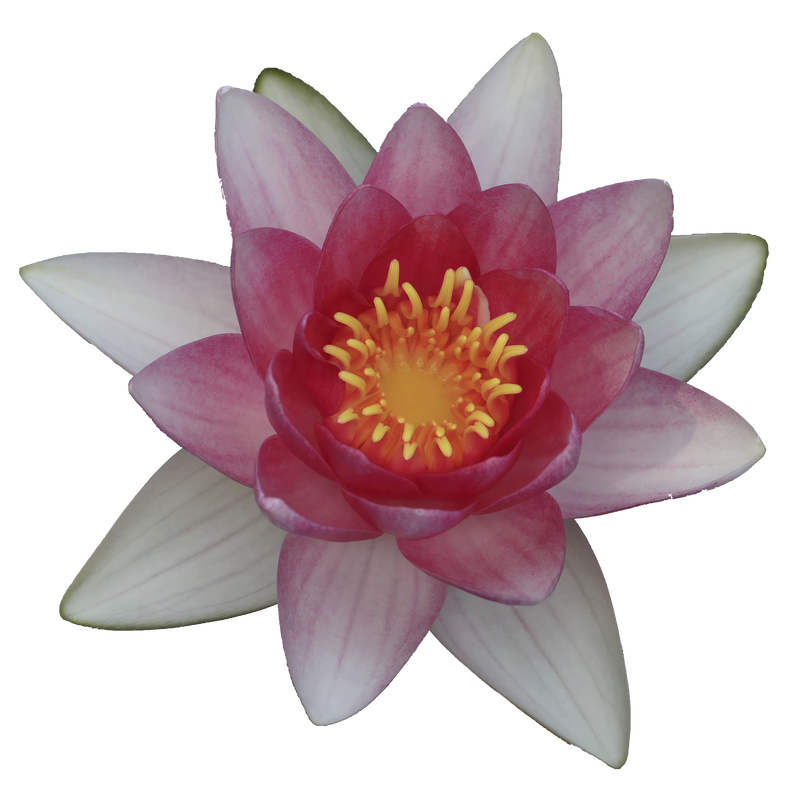 _B5_1615_PAI_SQ II.png