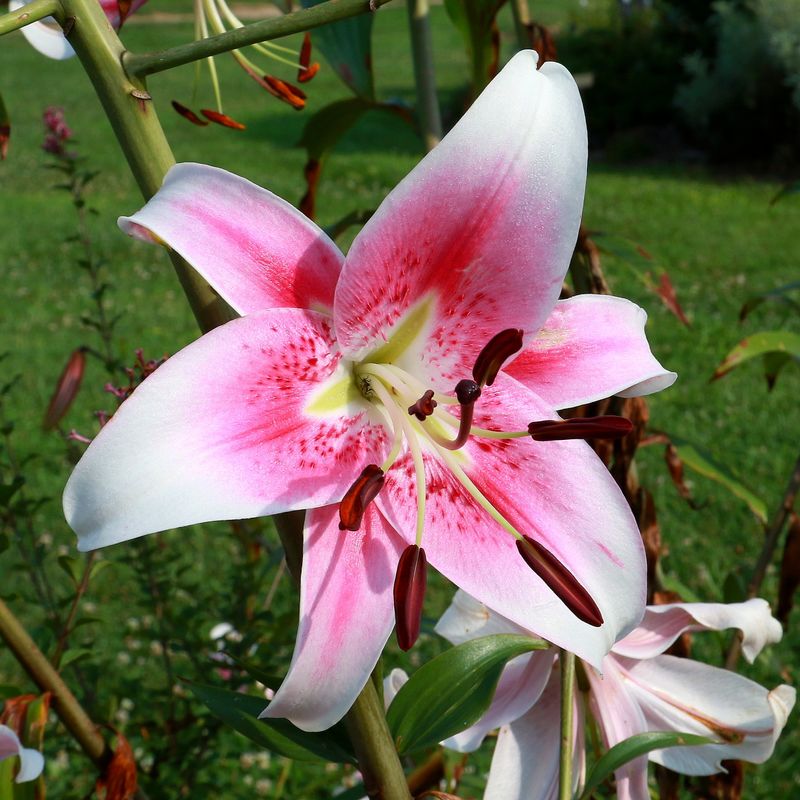 flowers