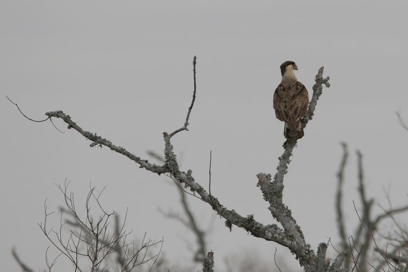 DB7_7335_P c2 4x Caracara.jpg