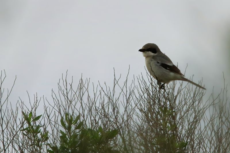 DB7_7460_P c1-4x L G Shrike.jpg