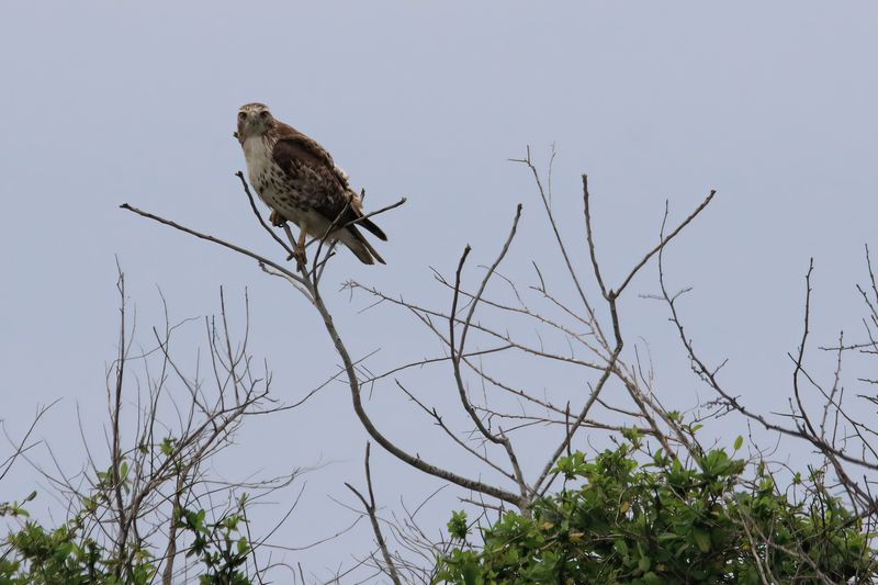DB7_7470-4x c1 Juvi Red Tailed Hawk.jpg