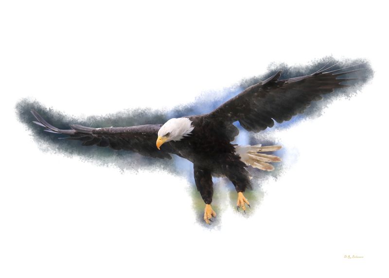 birds