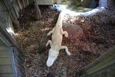 Alligator Farm - Zoological Park