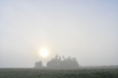 Matin dans la ouate