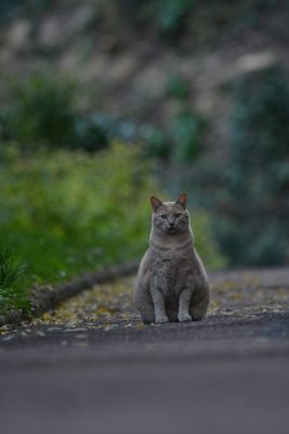 Chats par ci, chats par là / Cats here and there