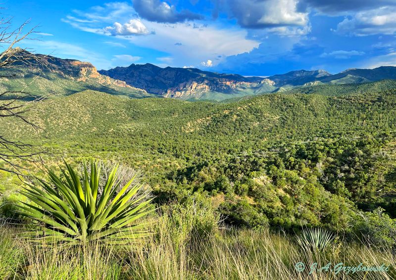 Chiricahua Mountains