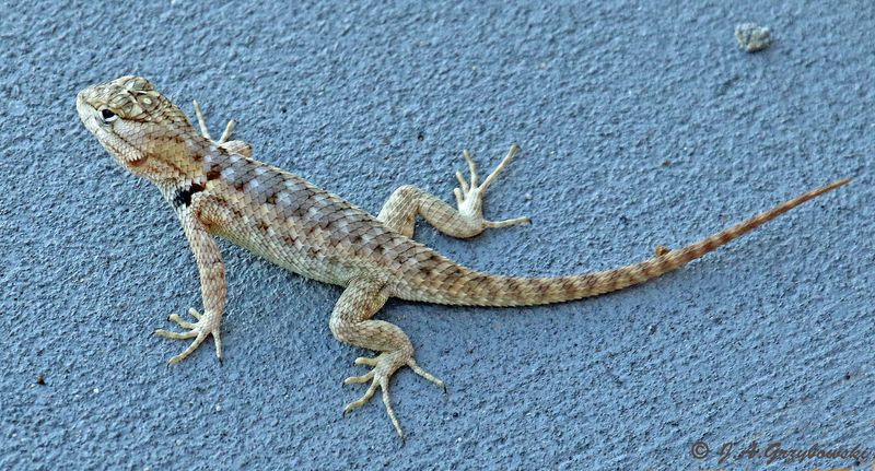 Yarrows Spiny Lizard (Sceloperus jarrovii)