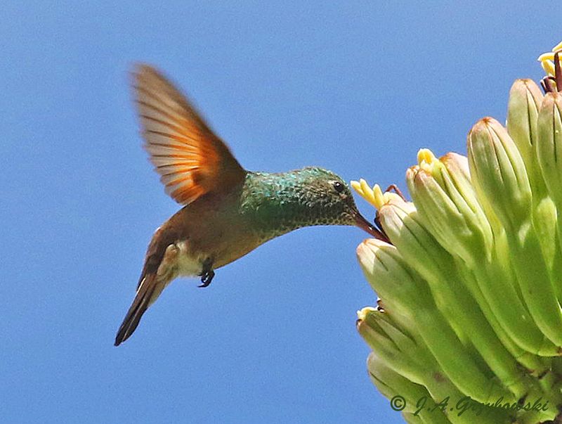 Berylline Hummingbird