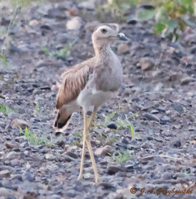 Double-striped Thick-knee
