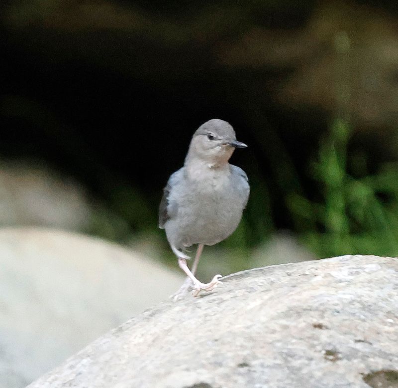 American Dipper