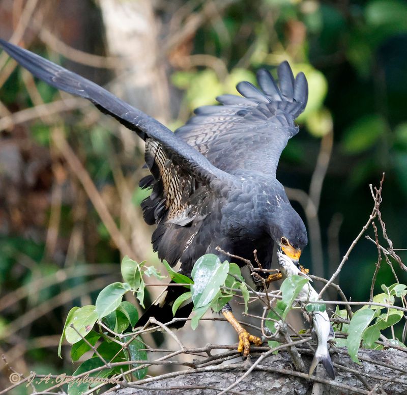 Common Black Hawk