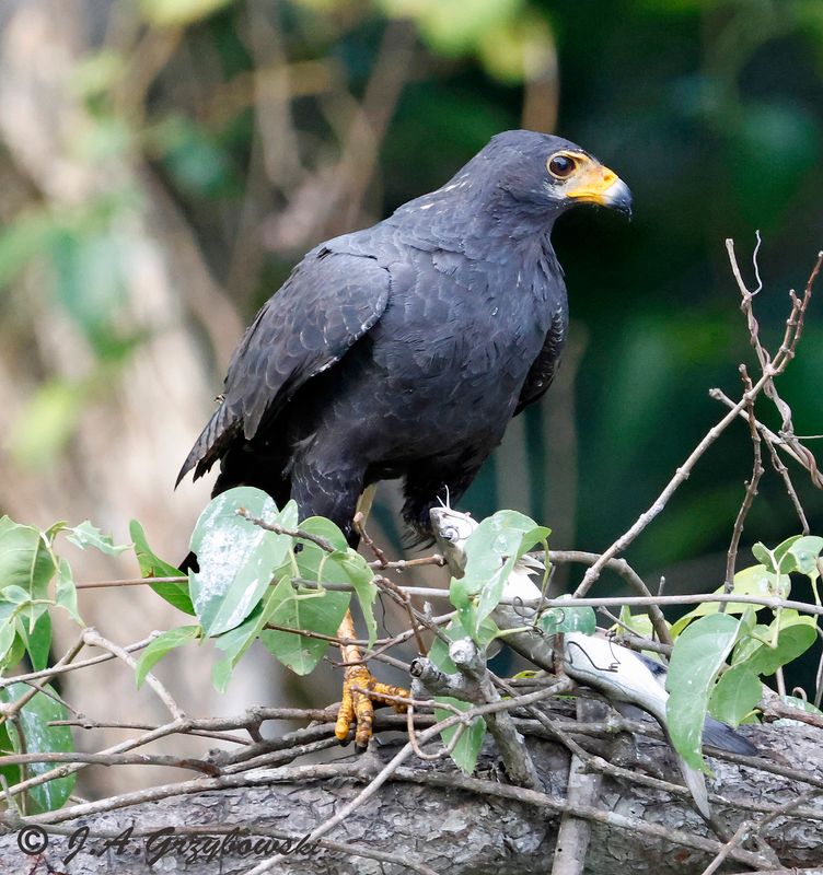 Common Black Hawk