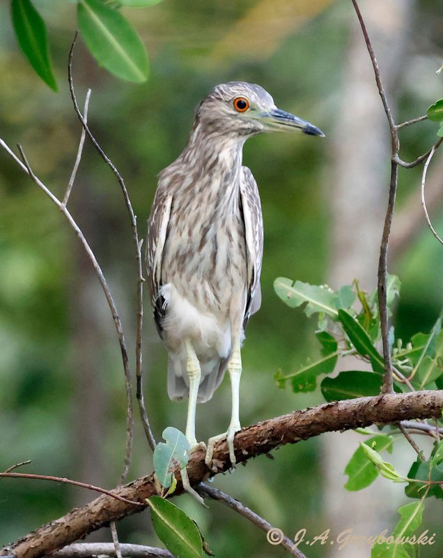Black-crowned Night-Heron  imm.
