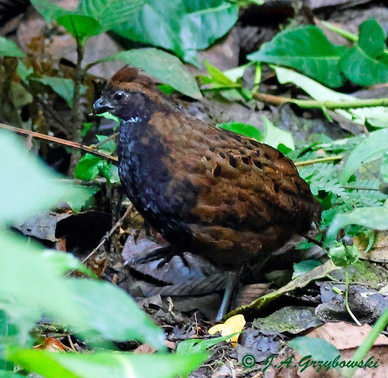 Black-breasted Wood-Quail