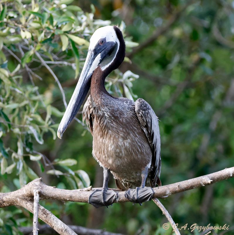 Brown Pelican