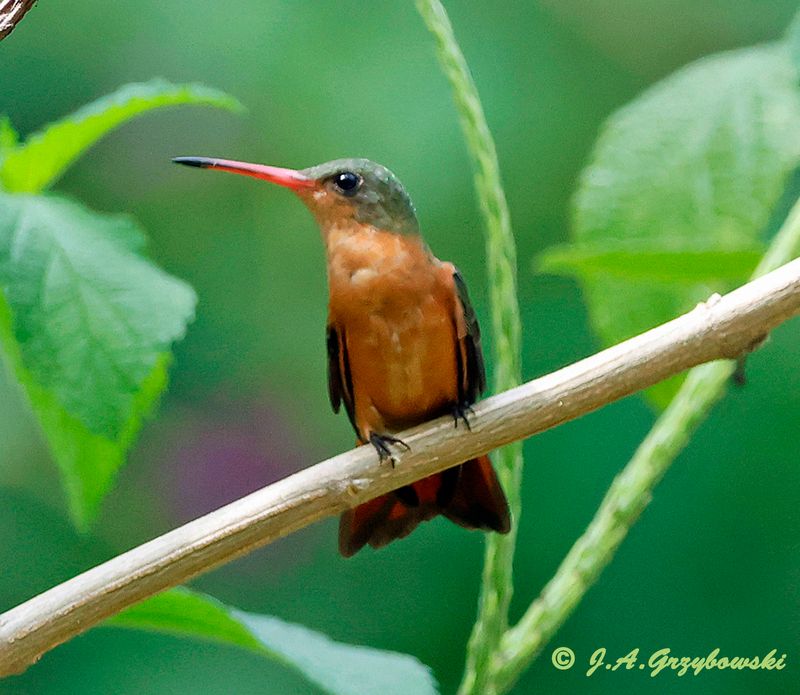Cinnamon Hummingbird