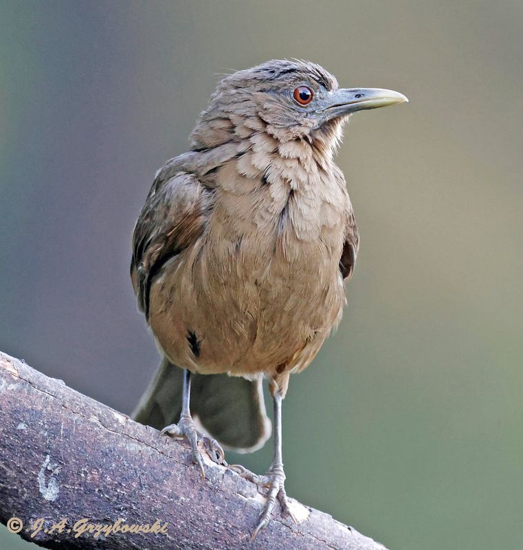 Clay-colored Thrush