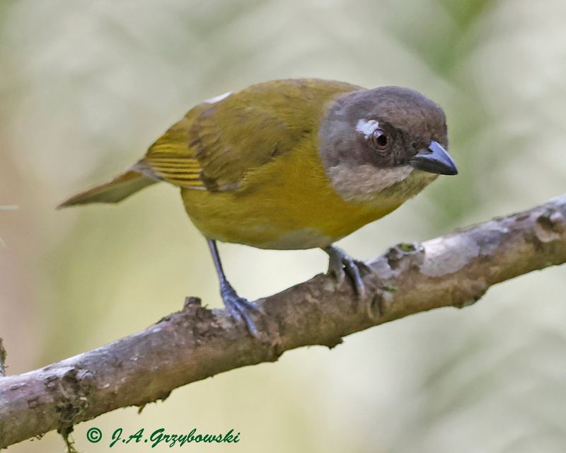 Common Chlorospingus