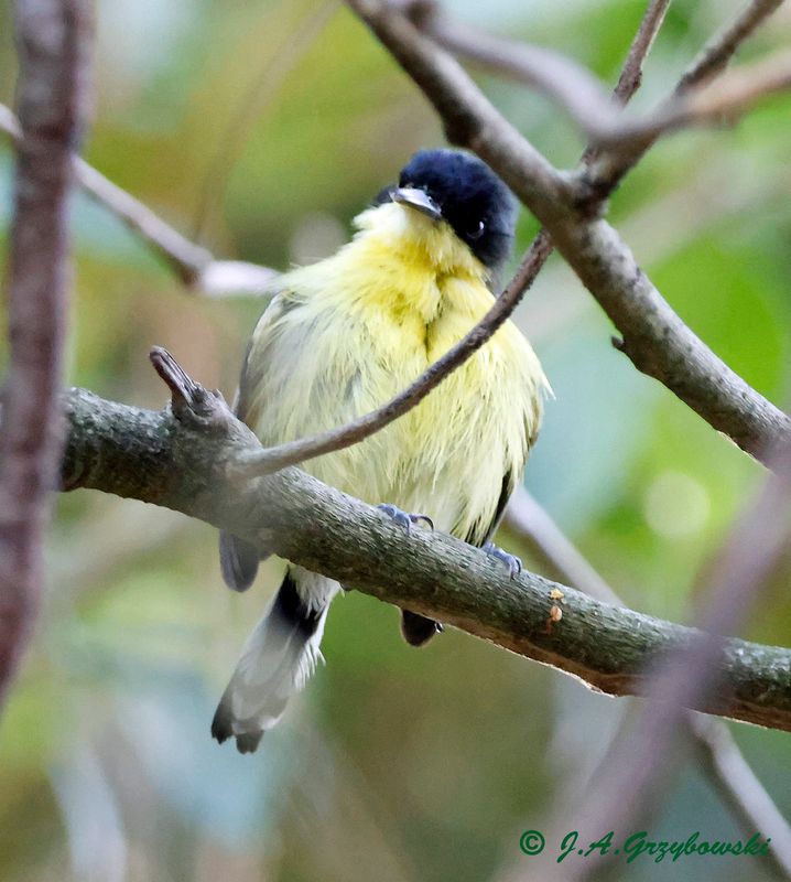 Common Tody Flycatcher