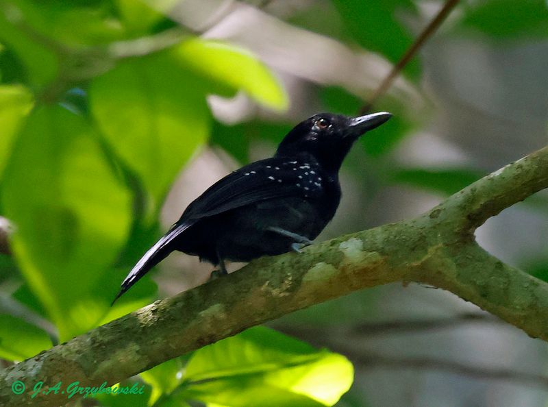 Black-hooded Antshrike