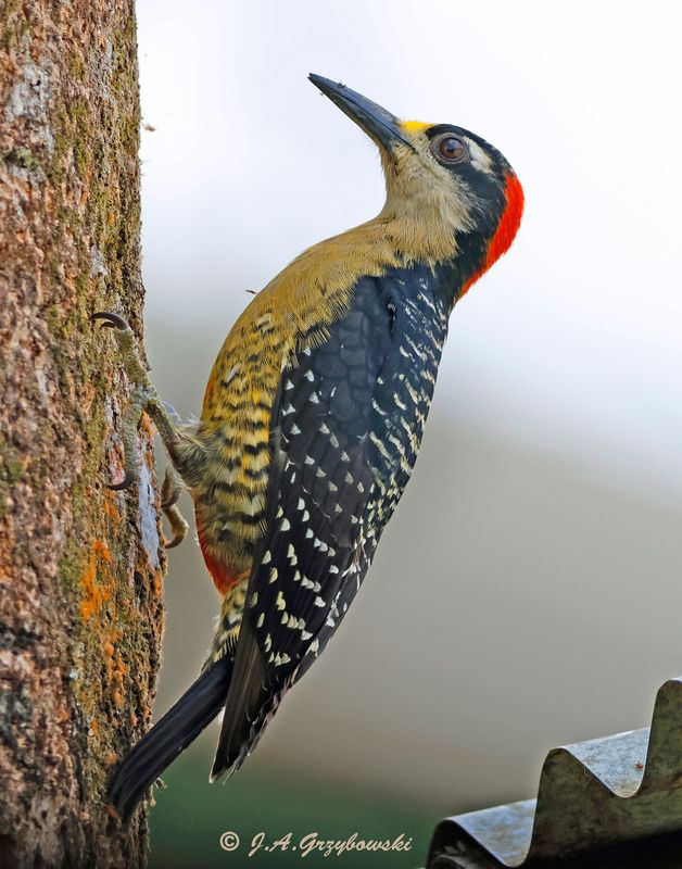 Black-cheeked Woodpecker