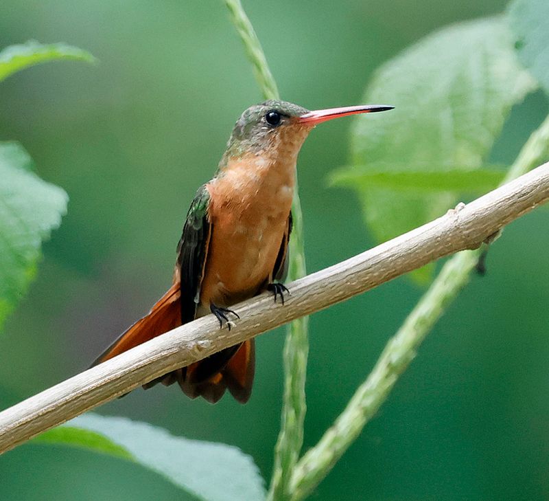 Cinnamon Hummingbird