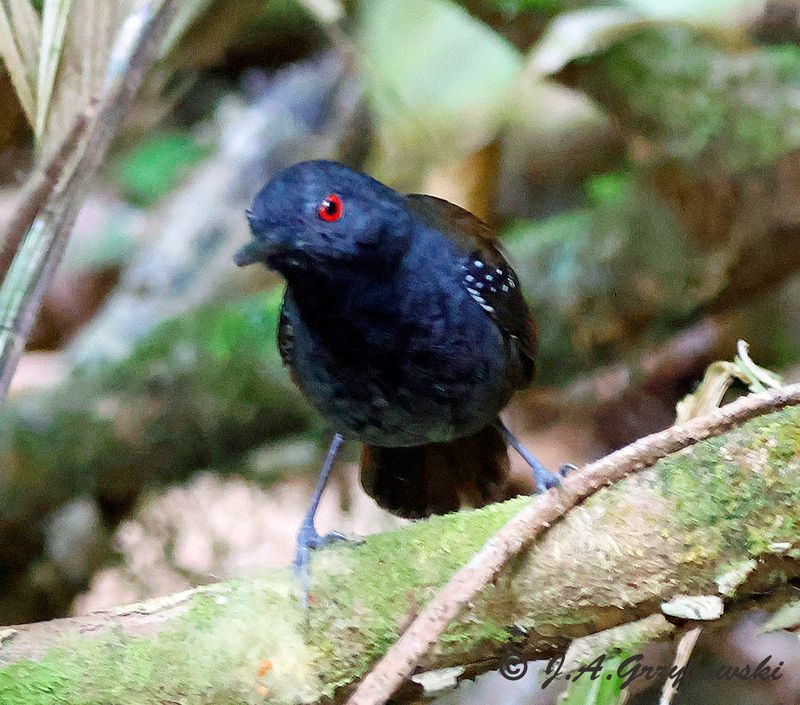Dull-mantled Antbird