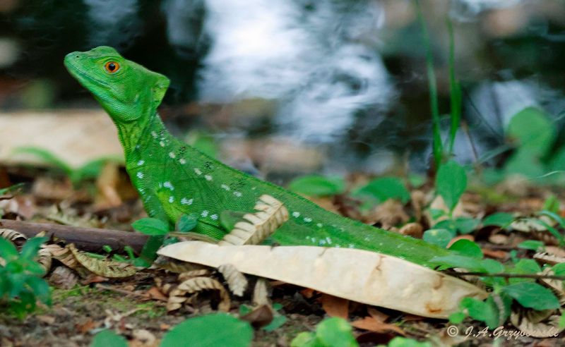 Emerald Basilisk (Basiliskus plumifrons)