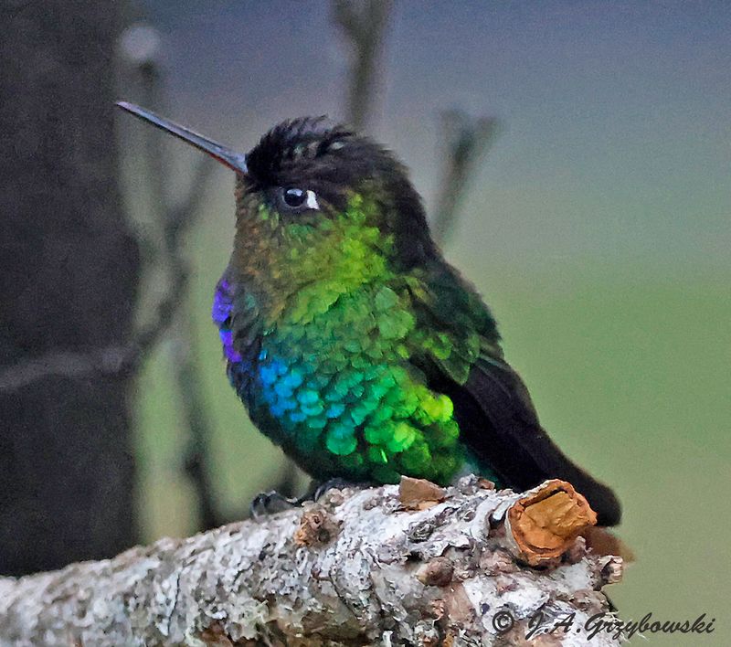 Fiery-throated Hummingbird