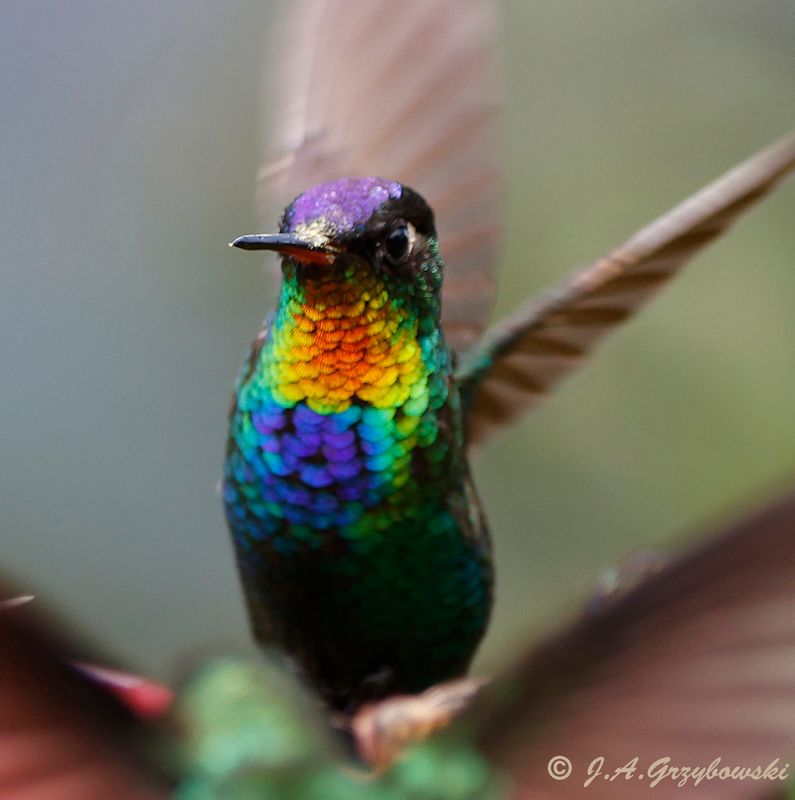Fiery-throated Hummingbird