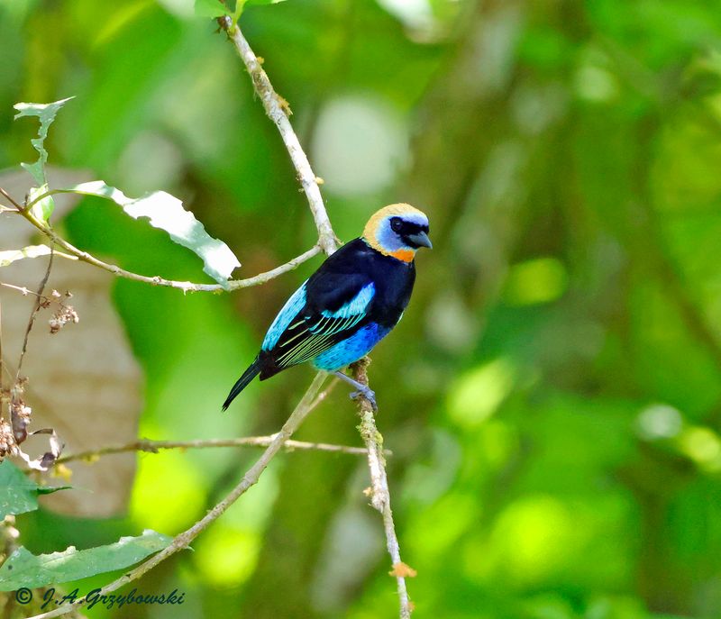 Golden-hooded Tanager