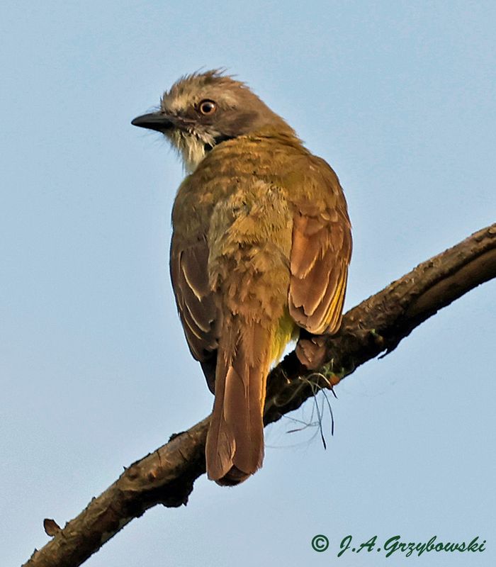 Gray-capped Flycatcher