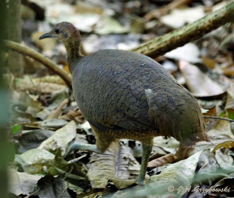 Great Tinamou