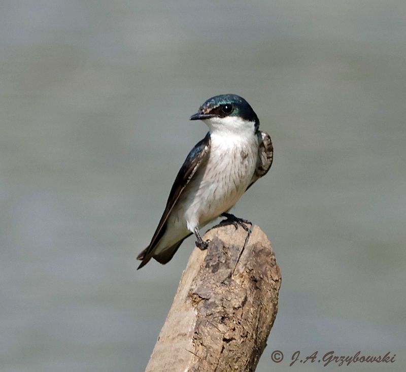 Mangrove Swallow