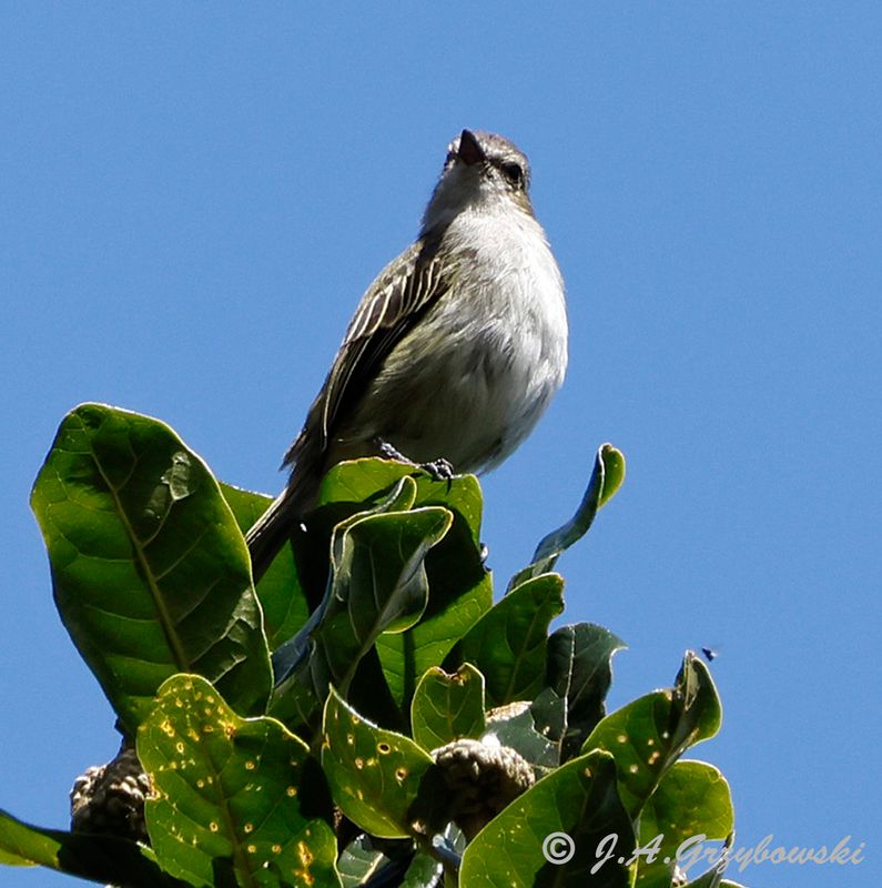 Mistletoe Tyrannulet