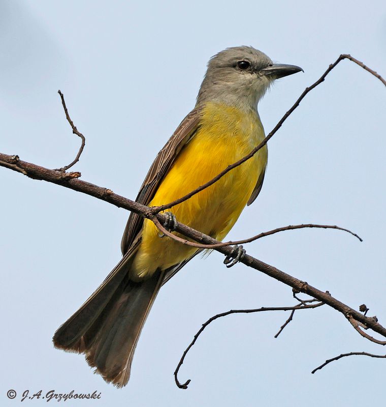 Tropical Kingbird