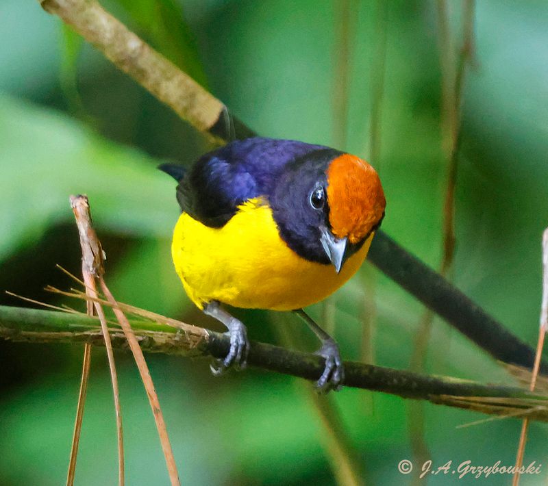 Tawny-capped Euphonia