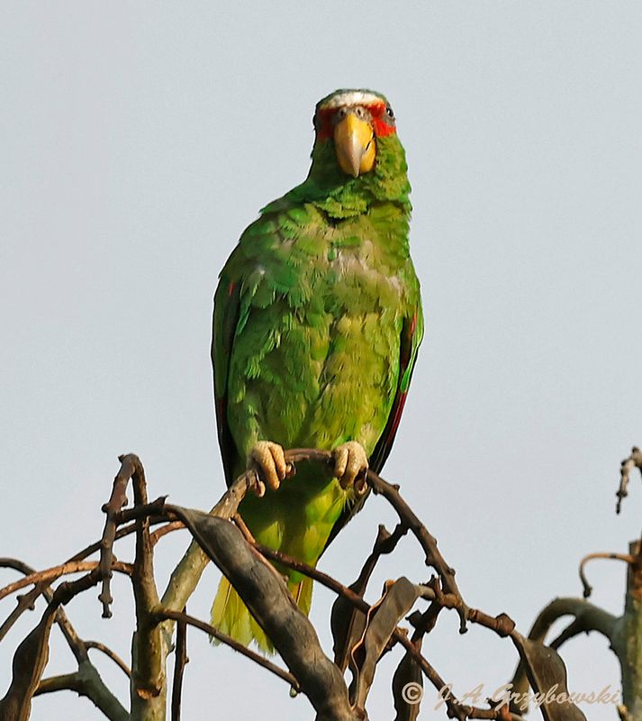 White-fronted Parrot