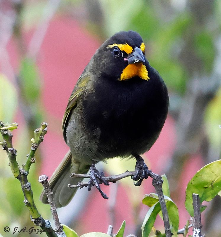 Yellow-faced Grassquit