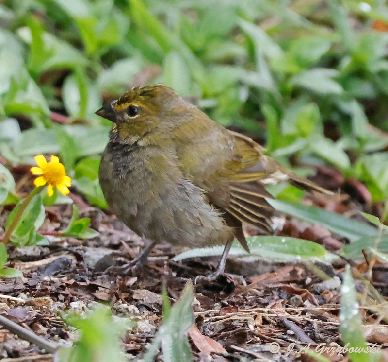 Yellow-faced Grassquit