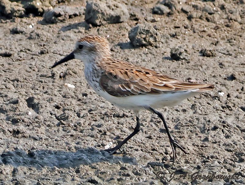 Western Sandpiper