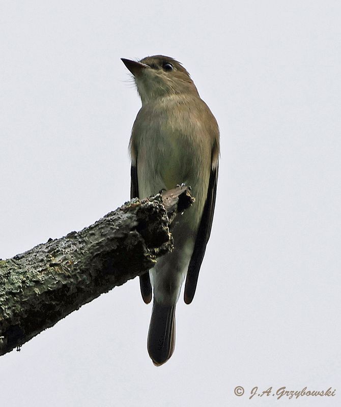 Western Wood-Pewee